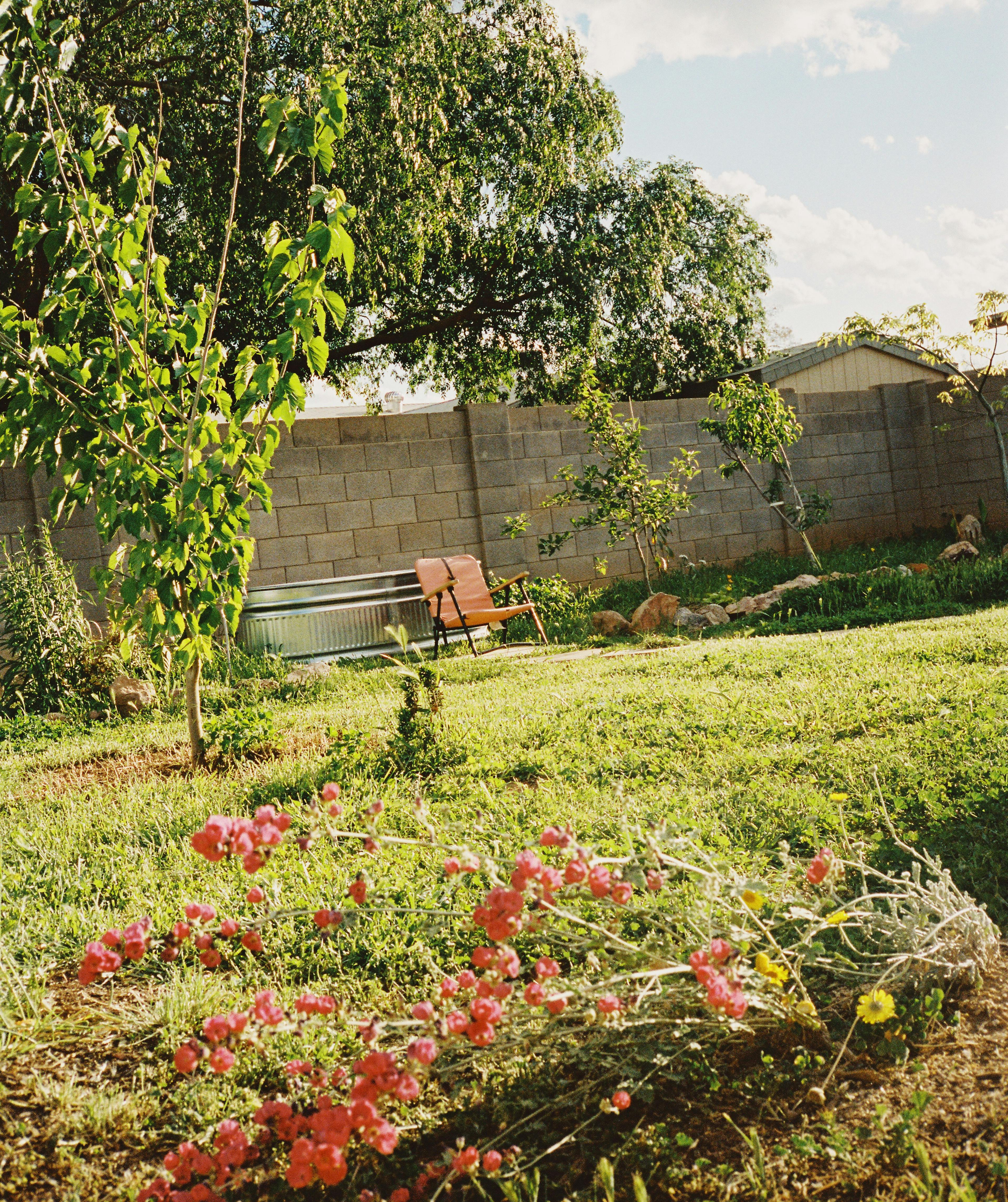 Backyard garden with trees and flowers on film by photographer, Natalie Carrasco for Moment.