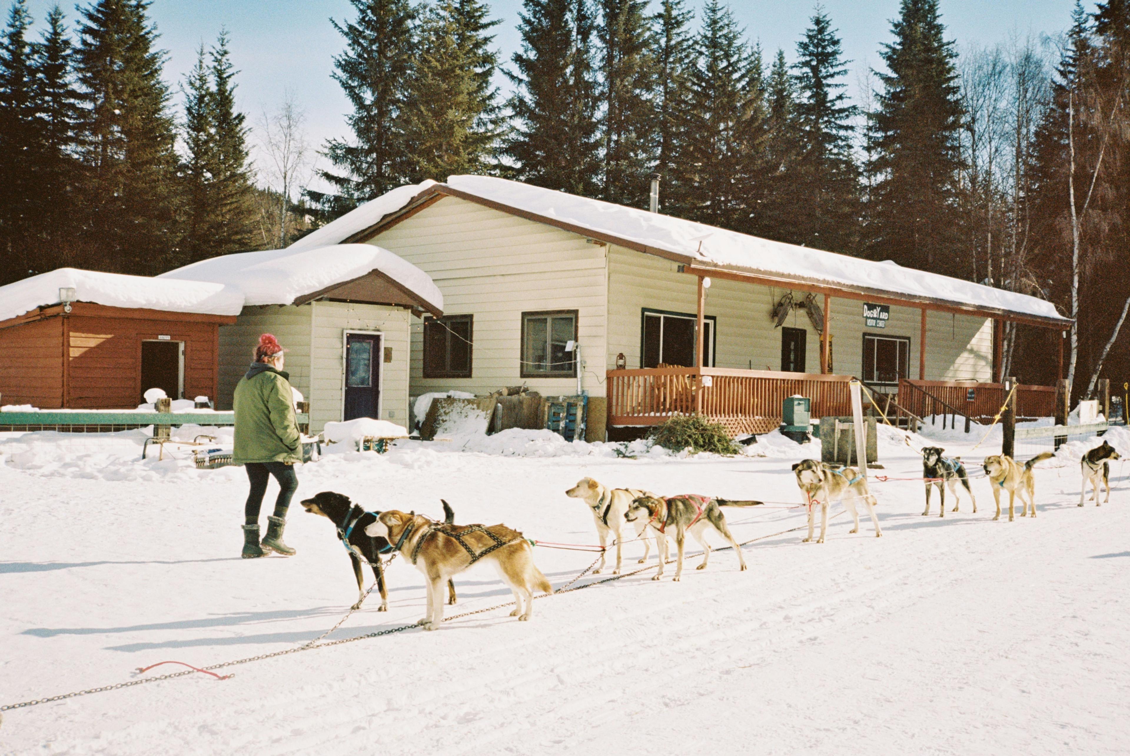 Alaskan huskies in the snow captured on Kodak Portra 400 & Contax T3